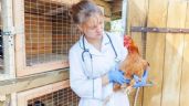 Experta advierte que la gripe aviar estaría a solo 4 mutaciones de provocar un brote entre humanos