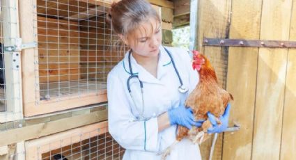 Experta advierte que la gripe aviar estaría a solo 4 mutaciones de provocar un brote entre humanos