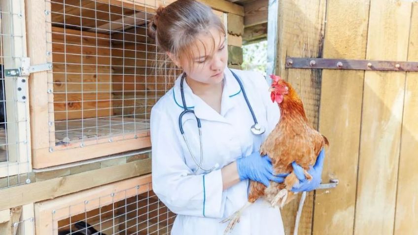 Experta advierte que la gripe aviar estaría a solo 4 mutaciones de provocar un brote entre humanos