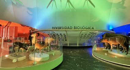 Así luce el renovado Museo de Historia Natural y Cultura Ambiental del bosque de Chapultepec, en CDMX