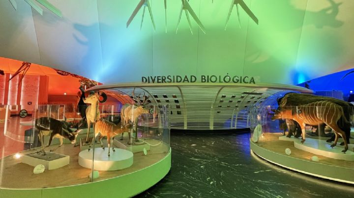 Así luce el renovado Museo de Historia Natural y Cultura Ambiental del bosque de Chapultepec, en CDMX