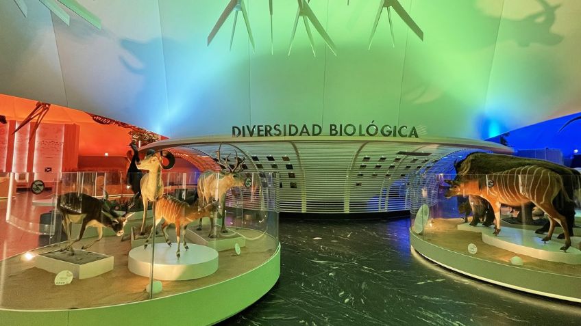 Así luce el renovado Museo de Historia Natural y Cultura Ambiental del bosque de Chapultepec, en CDMX