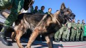 Noble gesto: Turquía 'regala' un cachorro a la Sedena tras la muerte de 'Proteo' durante el sismo de 6.8 grados