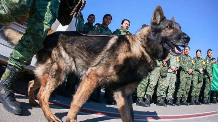 Noble gesto: Turquía 'regala' un cachorro a la Sedena tras la muerte de 'Proteo' durante el sismo de 6.8 grados