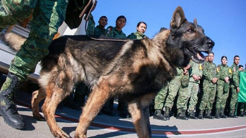 Noble gesto: Turquía 'regala' un cachorro a la Sedena tras la muerte de 'Proteo' durante el sismo de 6.8 grados