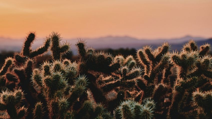 Clima en Sonora: ¡Precaución! Conagua advierte cielo despejado y altas temperaturas en el estado