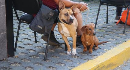 Con jornadas de esterilización, buscan terminar con el abandono de perritos en la Ciudad de México