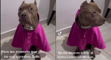 (VIDEO) Denuncian a plaza de la CDMX por 'discriminar' a una perrita pitbull: "Era de raza agresiva"