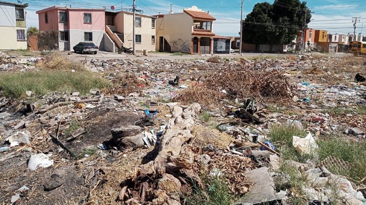 Ciudad Obregón: Vecinos de la Primero de Mayo denuncian terreno baldío convertido en basurero