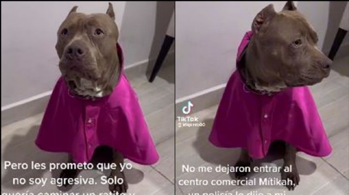 (VIDEO) Denuncian a plaza de la CDMX por 'discriminar' a una perrita pitbull: "Era de raza agresiva"
