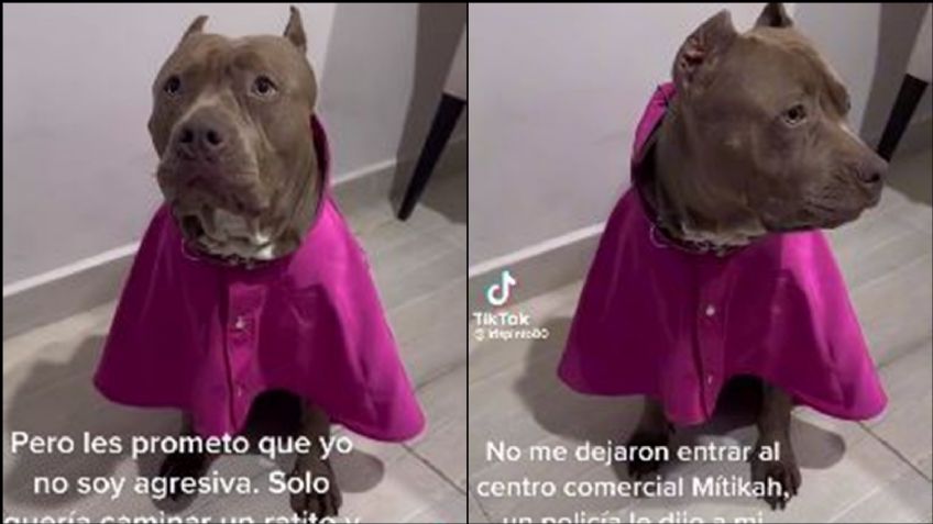(VIDEO) Denuncian a plaza de la CDMX por 'discriminar' a una perrita pitbull: "Era de raza agresiva"