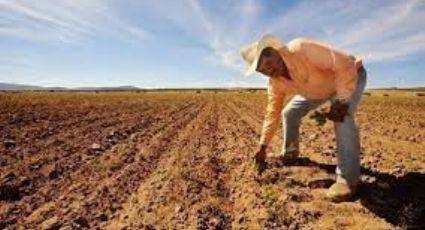 Tensión y miedo en 2023: Agricultores del sur de Sonora enfrentan "catastrófico" panorama