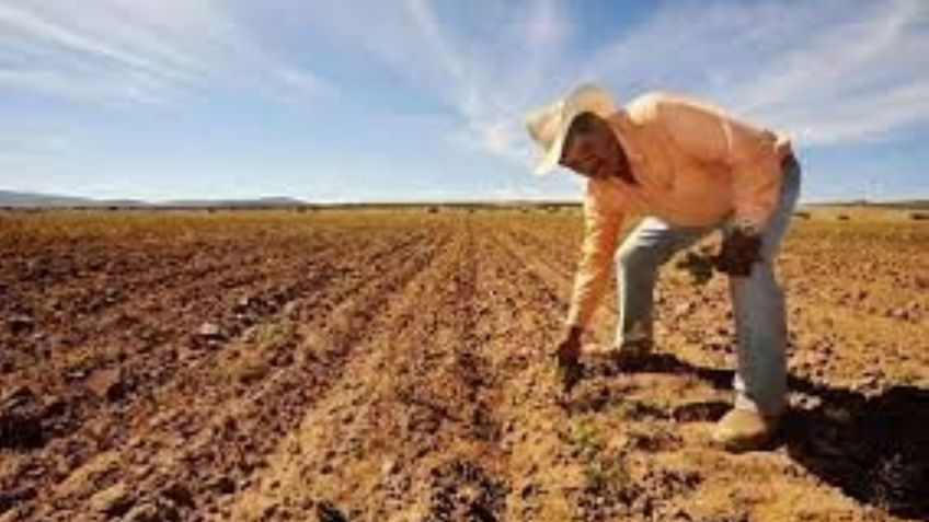 Tensión y miedo en 2023: Agricultores del sur de Sonora enfrentan "catastrófico" panorama