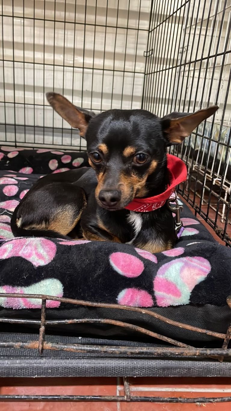 Perrito rescatado en el Metro de la CDMX