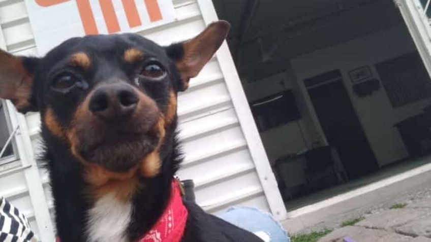 Conoce a 'Mito', el perrito rescatado de las vías en la Línea 2 del Metro de la Ciudad de México