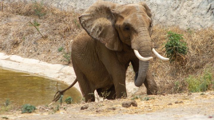 Conoce a 'Gipsy' la nueva huésped del Zoológico de San Juan de Aragón; acompañará a Ely la elefanta