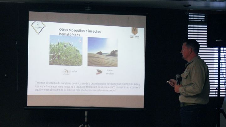 Navojoa: Colonias Jacarandas y Francisco Villa entran en alerta por detección de dengue