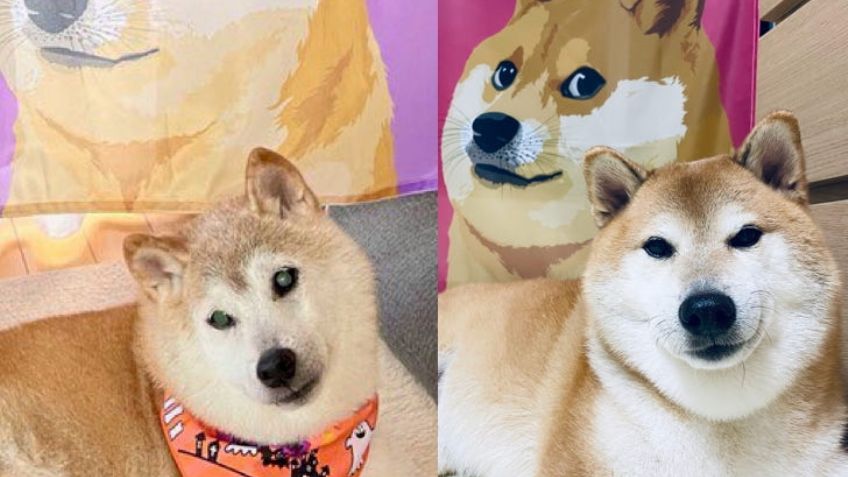 Internet en alerta por la salud de esta 'celebridad': Dueño de Cheems devela esta enfermedad