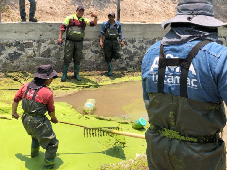 Tecámac conserva al ajolote atigrado