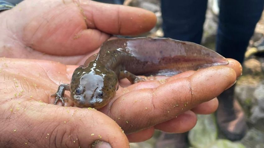 Tecámac lucha por proteger y conservar el hábitat del ajolote atigrado; está en peligro de extinción