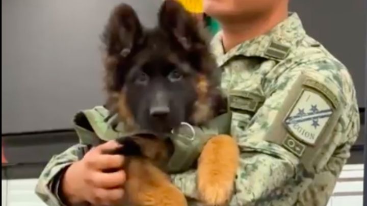 (FOTOS) ¡Llegó! Aterriza en el AICM el 'perrito' que Turquía donó a la Sedena; seguirá el legado de 'Proteo'