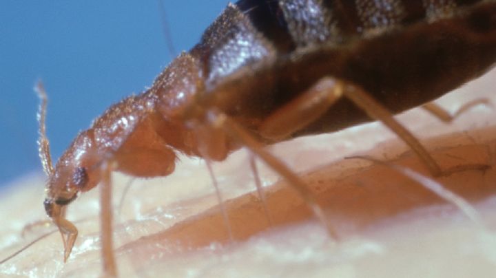 EU: Recluso muere tras ser atacado por una infestación de chinches; acusan a la cárcel de negligente