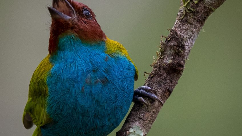 Día internacional de la Biodiversidad ¿Por qué se conmemora el 22 de mayo? Diversidad en México