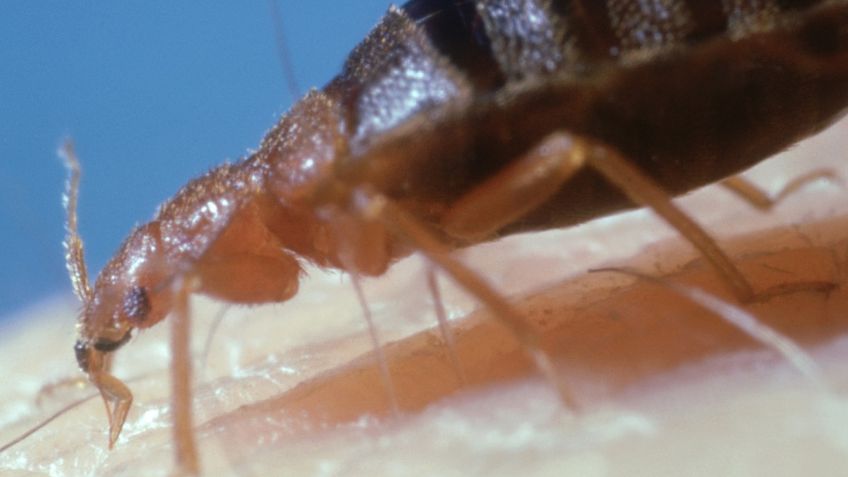 EU: Recluso muere tras ser atacado por una infestación de chinches; acusan a la cárcel de negligente