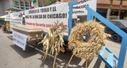 Ciudad Obregón: Lucha por el precio del trigo cristalino continua en pie en el sur de Sonora