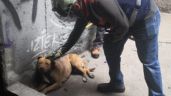 De nuevo en el Metro de la Ciudad de México: Personal rescata a perrito en las vías de la Línea 8