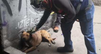 De nuevo en el Metro de la Ciudad de México: Personal rescata a perrito en las vías de la Línea 8