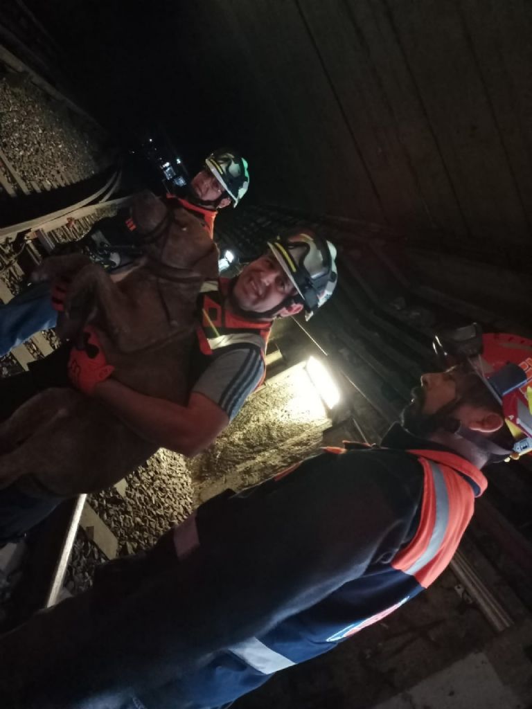 Perrito rescatado en el Metro