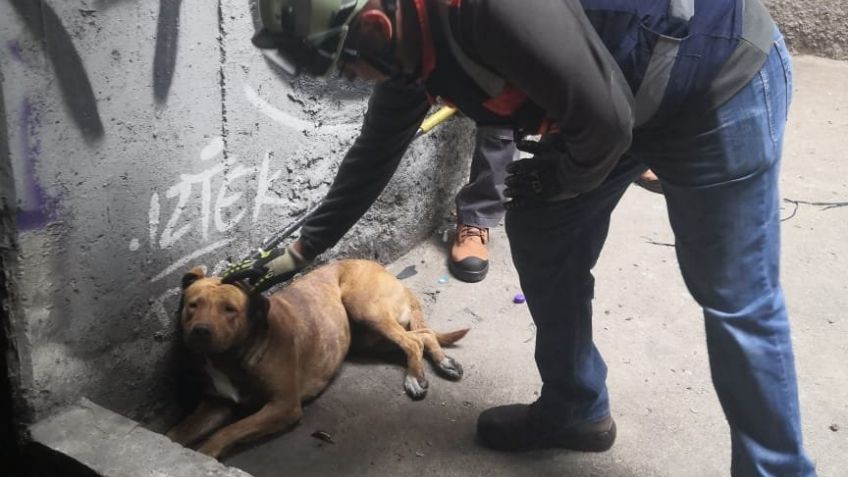 De nuevo en el Metro de la Ciudad de México: Personal rescata a perrito en las vías de la Línea 8