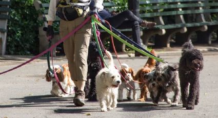 ¿Cuánto gana un paseador de perros? Autoridades de la CDMX realiza cursos de capacitación