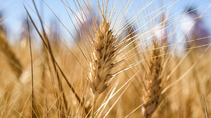 Gobierno Federal deja varados a productores del sur de Sonora tras dos semanas de negociaciones