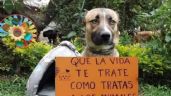 Tras caso Tecámac, Gobierno del Edomex se pronuncia contra la violencia animal; así puedes denunciar