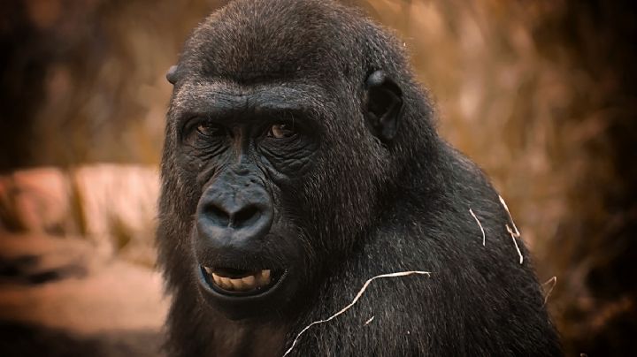 (VIDEO) México mágico: Autoridades en Hidalgo piden a la ciudadanía denunciar a un gorila extraviado