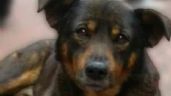 'Benito', perro quemado en aceite, sí tenía casa; esto sucedió el día en que fue atacado en Tecámac