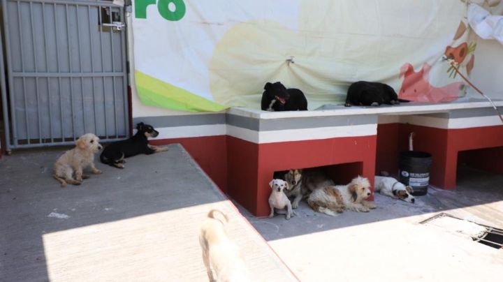 Tecámac tiene un espacio para atender a perritos maltratados; que no se repita caso de asesinato