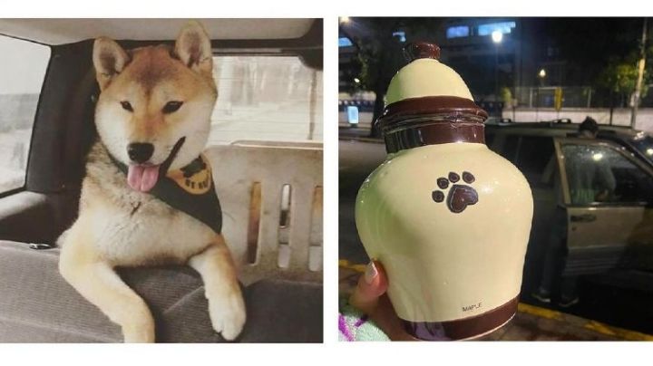 Histórico: Aprueban Ley Maple en el Congreso de la CDMX; regulará guarderías y cuidadores de perros