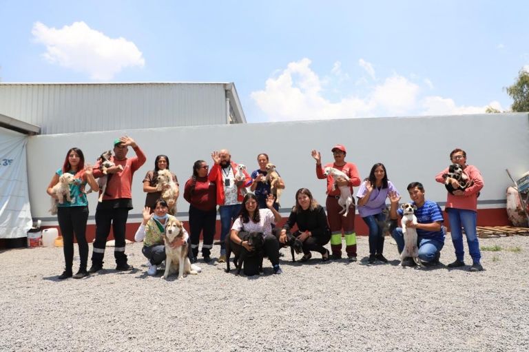 Atención a perritos maltratados en Tecámac