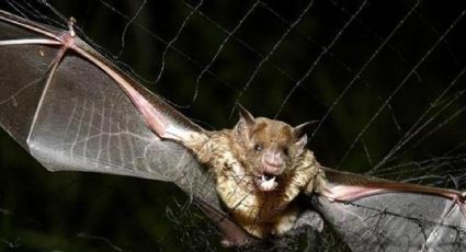 OMS despide a principal investigador del Covid-19 que acusó a murciélagos como portadores del virus