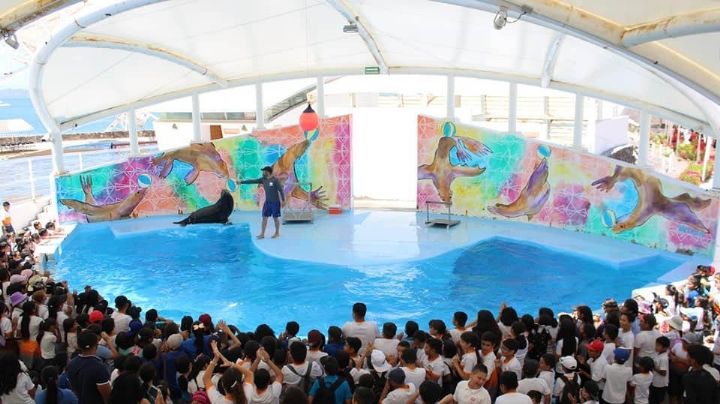 Delfinario Sonora ampliará horarios a los visitantes; ha incrementado demanda de shows