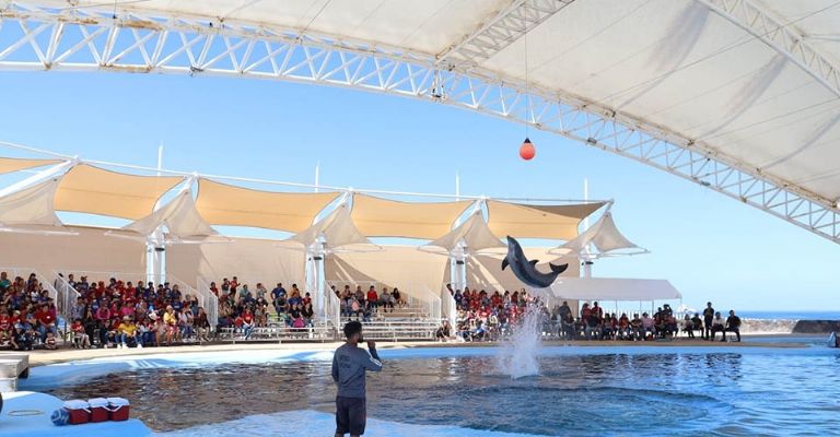 Delfinario Sonora ampliará horarios a los visitantes