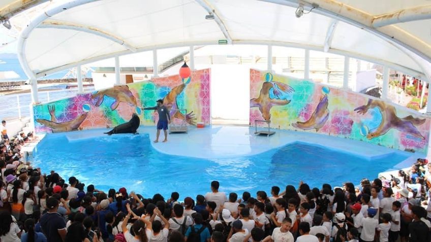 Delfinario Sonora ampliará horarios a los visitantes; ha incrementado demanda de shows
