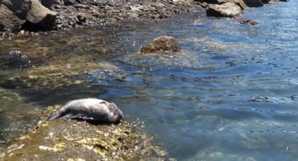 Alerta en Sonora: La contaminación de la bahía por derrames representa un 'lastre' para Guaymas