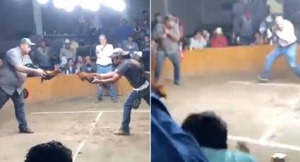 (VIDEO) Pelea de gallos clandestina termina en balacera: Sicarios matan a 3 personas en Guanajuato