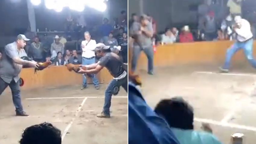(VIDEO) Pelea de gallos clandestina termina en balacera: Sicarios matan a 3 personas en Guanajuato