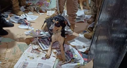 CDMX: Rescatan a 60 'perritos' hacinados en un predio; los venderían para sacrificios de santería