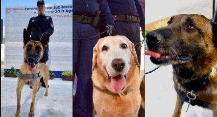 Jubilan a tres perritos de la Policía de Hermosillo; conmovedor VIDEO de despedida se vuelve viral